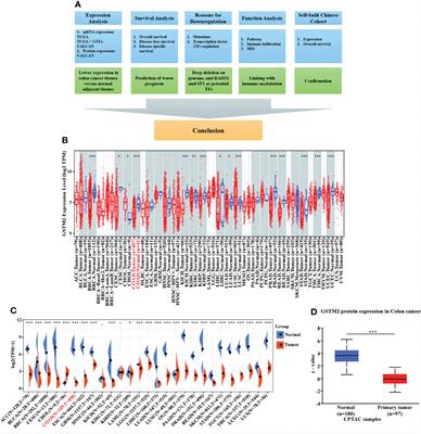 Integrated computer analysis and a self-built Chinese cohort study identified GSTM2 as one survival-relevant gene in human colon cancer potentially regulating immune microenvironment